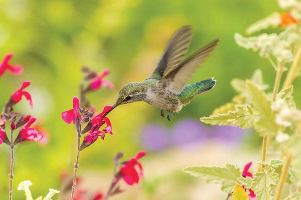 Hummingbirds: USA, Arizona, Desert Botanic Garden. Feeding hummingbird.  by Jaynes Gallery