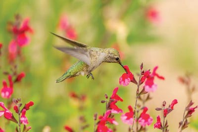 USA, Arizona, Desert Botanic Garden. Feeding hummingbird.  by Jaynes Gallery canvas print