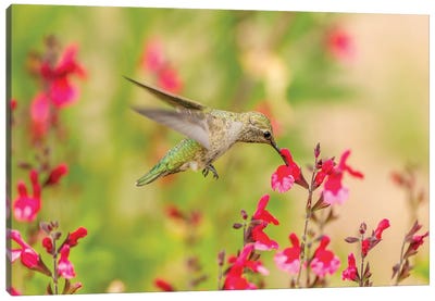 USA, Arizona, Desert Botanic Garden. Feeding hummingbird.  Canvas Art Print - Hummingbird Art