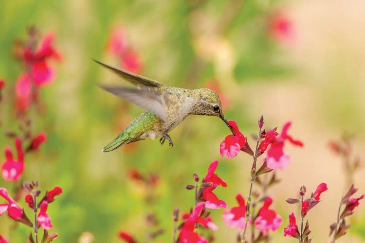 USA, Arizona, Desert Botanic Garden. Feeding hummingbird. 