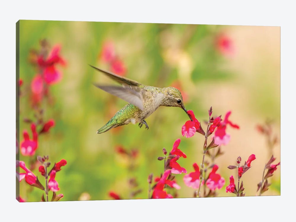 USA, Arizona, Desert Botanic Garden. Feeding hummingbird.  by Jaynes Gallery 1-piece Canvas Art