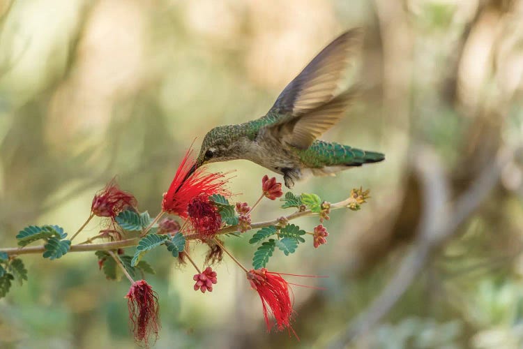 USA, Arizona, Desert Botanic Garden. Hummingbird feeding on bottlebrush flower. 