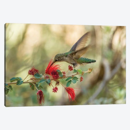 USA, Arizona, Desert Botanic Garden. Hummingbird feeding on bottlebrush flower.  Canvas Print #JYG607} by Jaynes Gallery Canvas Art