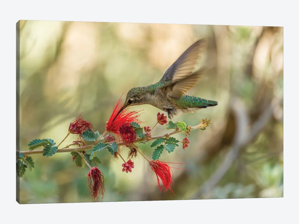 USA, Arizona, Desert Botanic Garden. Hummingbird feeding on bottlebrush flower.  by Jaynes Gallery 1-piece Canvas Print