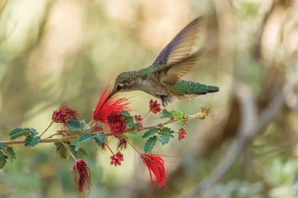 Hummingbirds: USA, Arizona, Desert Botanic Garden. Hummingbird feeding on bottlebrush flower.  by Jaynes Gallery