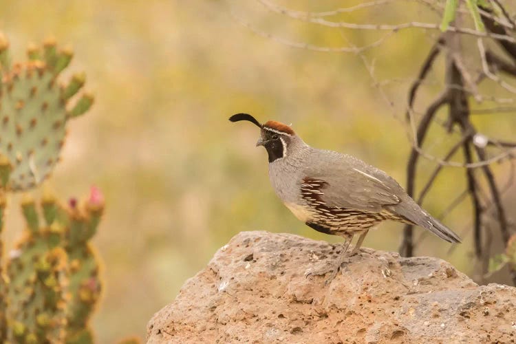 USA, Arizona, Desert Botanic Garden. Male Gambel's quail. 