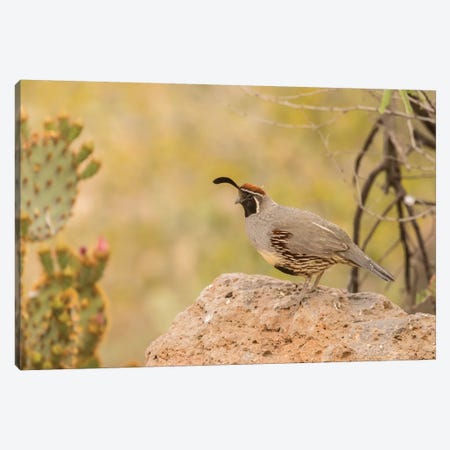 USA, Arizona, Desert Botanic Garden. Male Gambel's quail.  Canvas Print #JYG608} by Jaynes Gallery Canvas Print