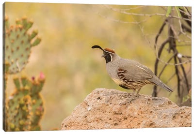 USA, Arizona, Desert Botanic Garden. Male Gambel's quail.  Canvas Art Print - Jaynes Gallery