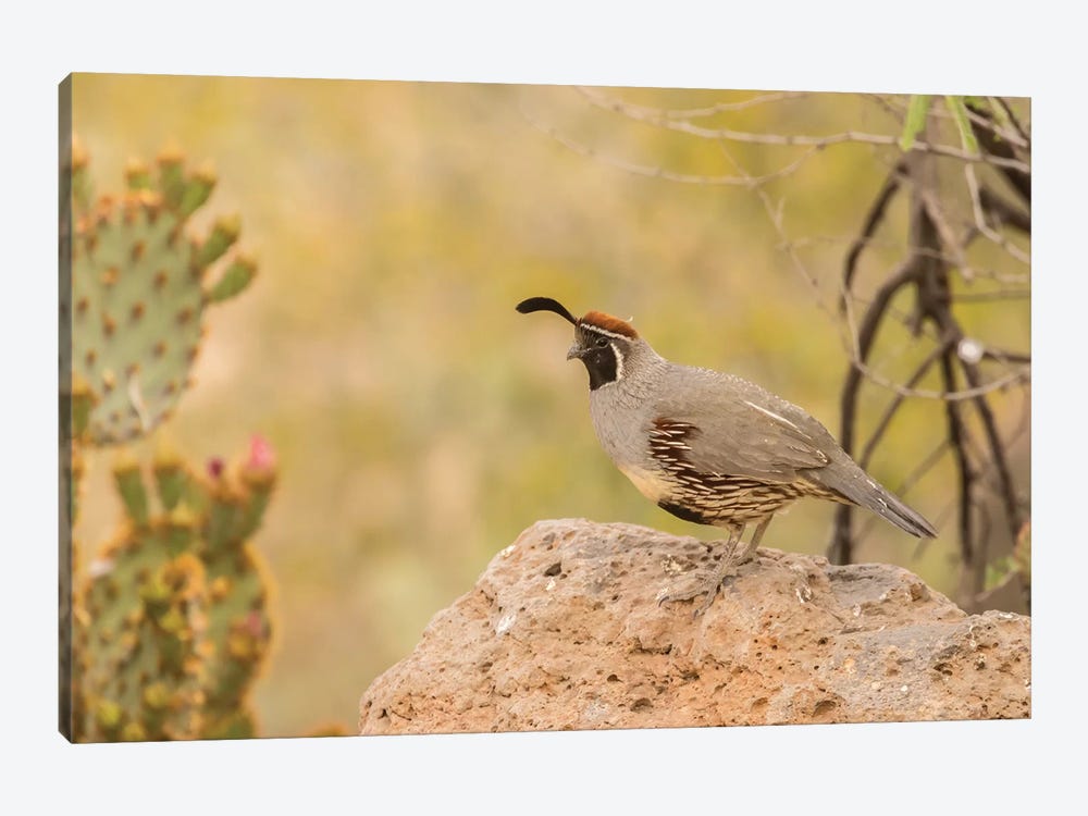 USA, Arizona, Desert Botanic Garden. Male Gambel's quail.  by Jaynes Gallery 1-piece Canvas Art