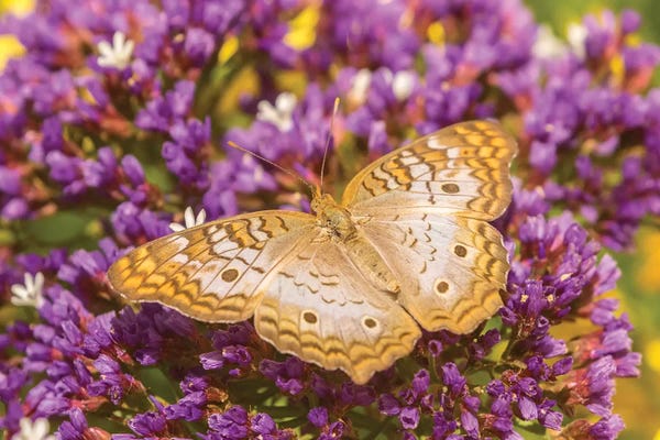 USA, Arizona, Desert Botanic Garden. White peacock butterfly.