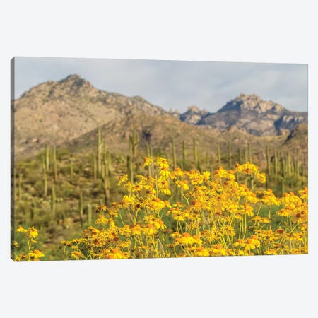 USA, Arizona, Sabino Canyon. Brittlebush blossoms and Catalina Mountains.  Canvas Print #JYG611} by Jaynes Gallery Canvas Art