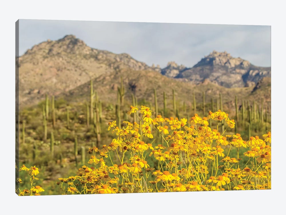 USA, Arizona, Sabino Canyon. Brittlebush blossoms and Catalina Mountains.  by Jaynes Gallery 1-piece Canvas Art
