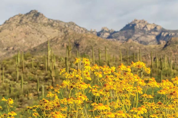 USA, Arizona, Sabino Canyon. Brittlebush blossoms and Catalina Mountains.
