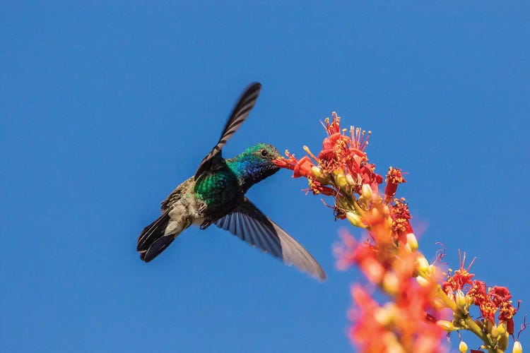 USA, Arizona, Sabino Canyon. Male broad-billed hummingbird feeding on ocotillo blossoms. 