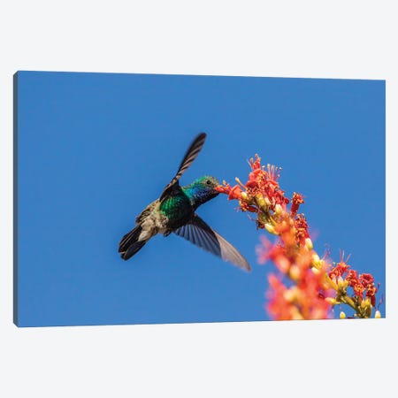 USA, Arizona, Sabino Canyon. Male broad-billed hummingbird feeding on ocotillo blossoms.  Canvas Print #JYG612} by Jaynes Gallery Canvas Artwork