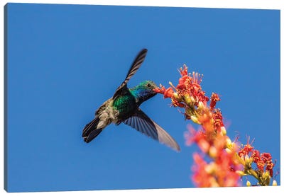 USA, Arizona, Sabino Canyon. Male broad-billed hummingbird feeding on ocotillo blossoms.  Canvas Art Print