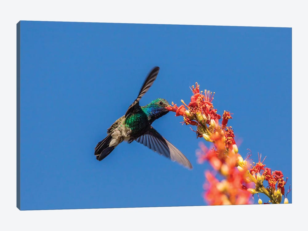 USA, Arizona, Sabino Canyon. Male broad-billed hummingbird feeding on ocotillo blossoms.  by Jaynes Gallery 1-piece Canvas Print