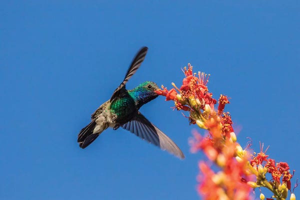 Jaynes Gallery: USA, Arizona, Sabino Canyon. Male broad-billed hummingbird feeding on ocotillo blossoms. by Jaynes Gallery