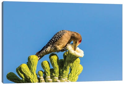 USA, Arizona, Sabino Canyon. Male gila woodpecker feeding on cactus blossom.  Canvas Art Print - Blossom Art