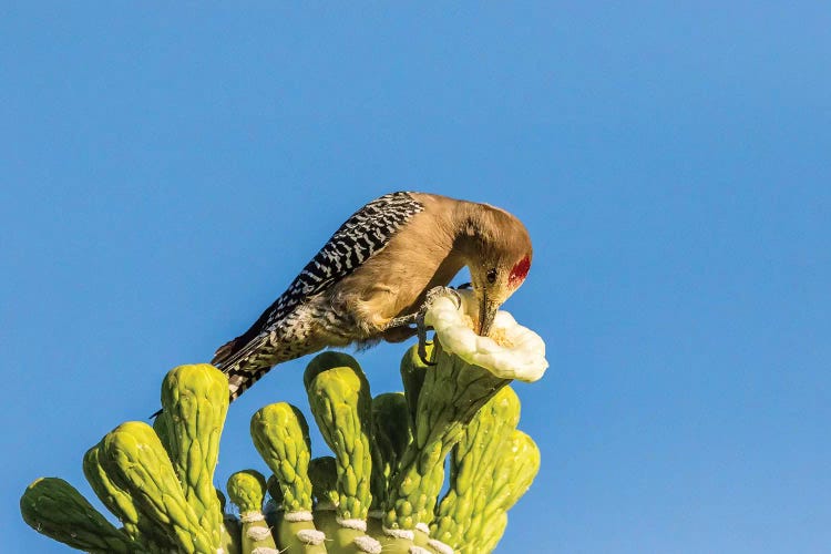 USA, Arizona, Sabino Canyon. Male gila woodpecker feeding on cactus blossom. 