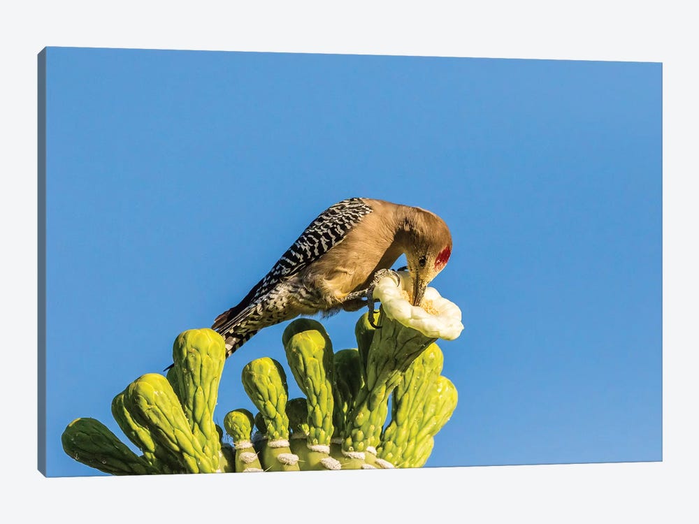USA, Arizona, Sabino Canyon. Male gila woodpecker feeding on cactus blossom.  by Jaynes Gallery 1-piece Canvas Art