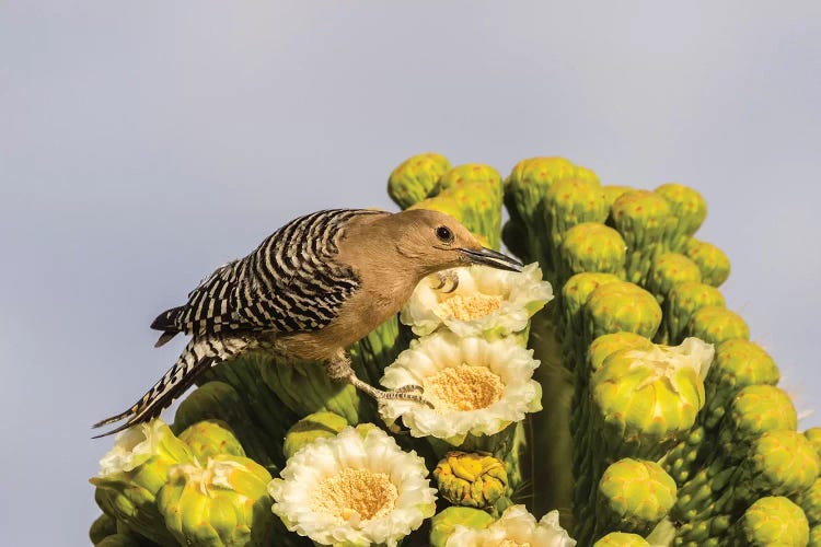 USA, Arizona, Sabino Canyon. Male gila woodpecker feeding on cactus blossom. 