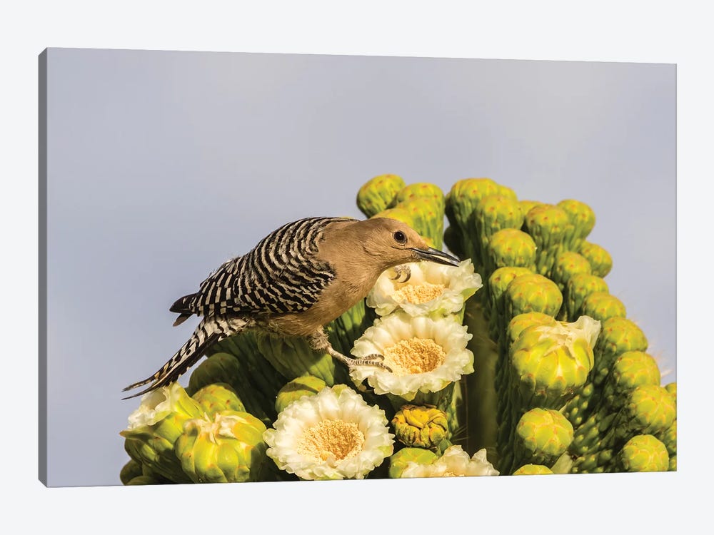 USA, Arizona, Sabino Canyon. Male gila woodpecker feeding on cactus blossom.  by Jaynes Gallery 1-piece Art Print