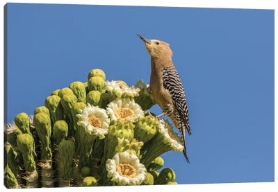 USA, Arizona, Sabino Canyon. Male gila woodpecker feeding on cactus blossom.  Canvas Art Print - Blossom Art