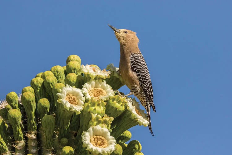 USA, Arizona, Sabino Canyon. Male gila woodpecker feeding on cactus blossom. 