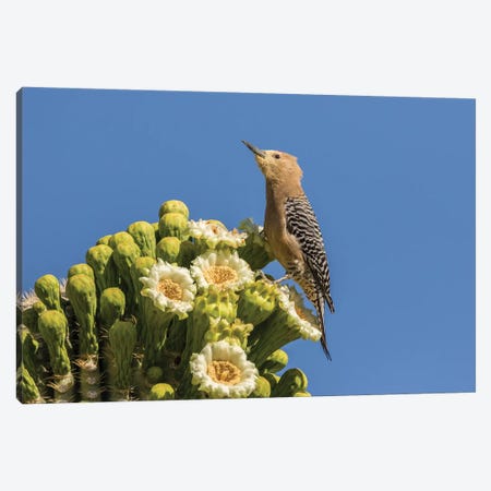 USA, Arizona, Sabino Canyon. Male gila woodpecker feeding on cactus blossom.  Canvas Print #JYG615} by Jaynes Gallery Art Print