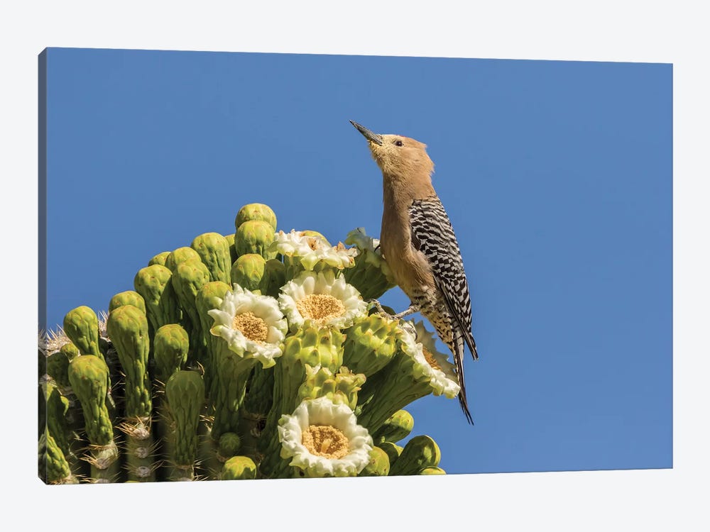 USA, Arizona, Sabino Canyon. Male gila woodpecker feeding on cactus blossom.  by Jaynes Gallery 1-piece Canvas Wall Art