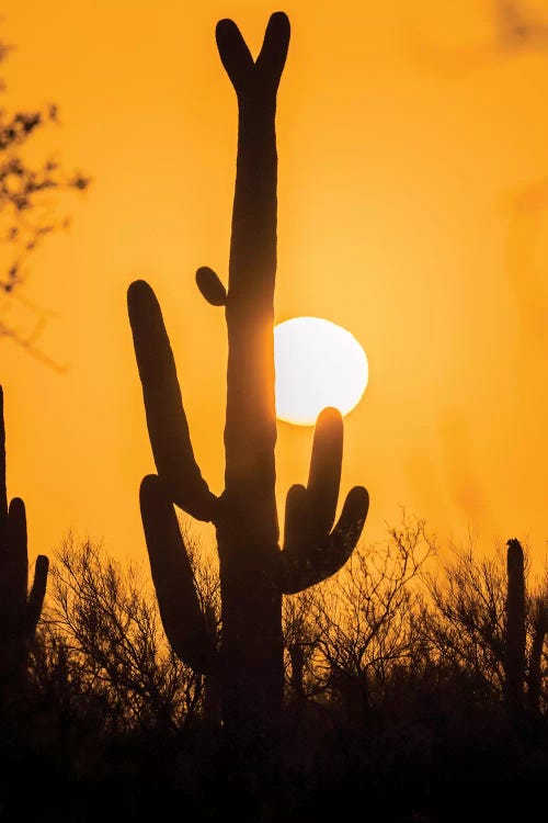 USA, Arizona, Saguaro National Park. Saguaro cactus at sunset. 