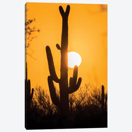 USA, Arizona, Saguaro National Park. Saguaro cactus at sunset.  Canvas Print #JYG616} by Jaynes Gallery Art Print