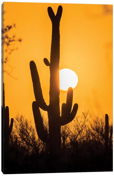 USA, Arizona, Saguaro National Park. Saguaro cactus at sunset.  Canvas Art Print - Saguaro National Park Art