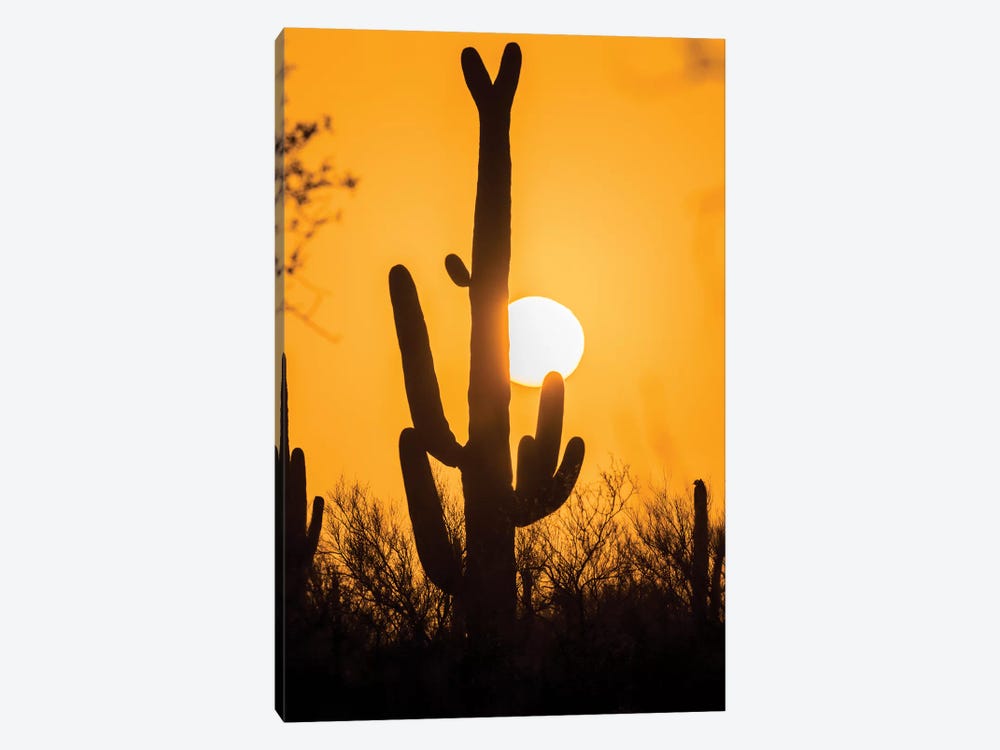 USA, Arizona, Saguaro National Park. Saguaro cactus at sunset.  by Jaynes Gallery 1-piece Art Print