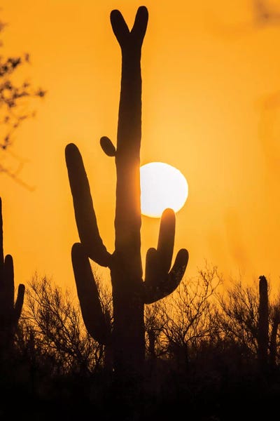 USA, Arizona, Saguaro National Park. Saguaro cactus at sunset.