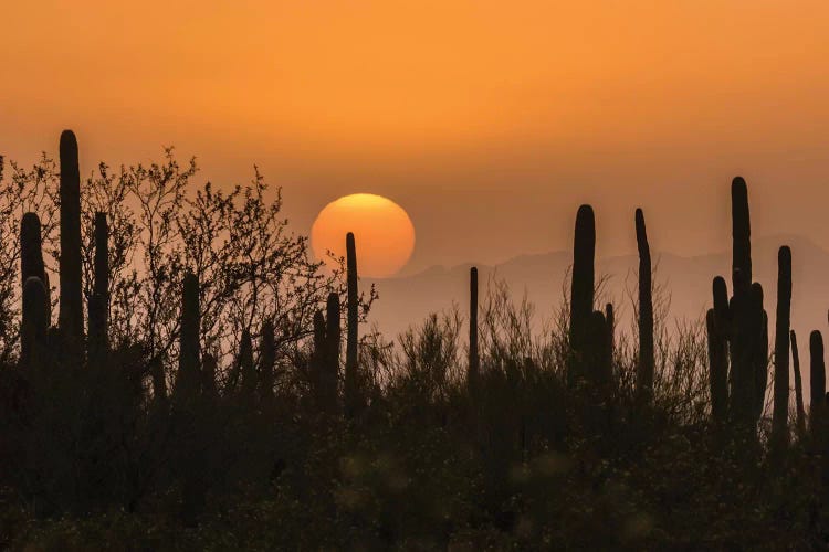 USA, Arizona, Saguaro National Park. Saguaro cactus at sunset. 