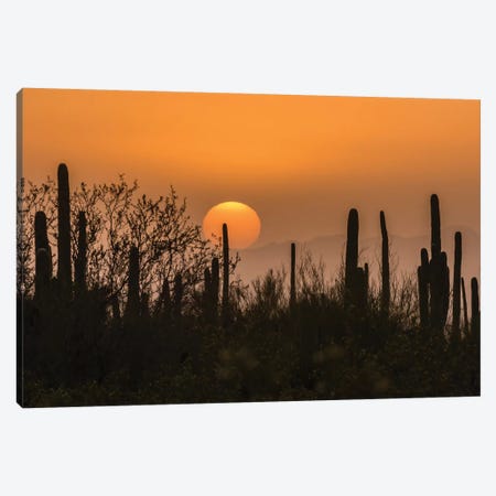 USA, Arizona, Saguaro National Park. Saguaro cactus at sunset.  Canvas Print #JYG617} by Jaynes Gallery Canvas Print