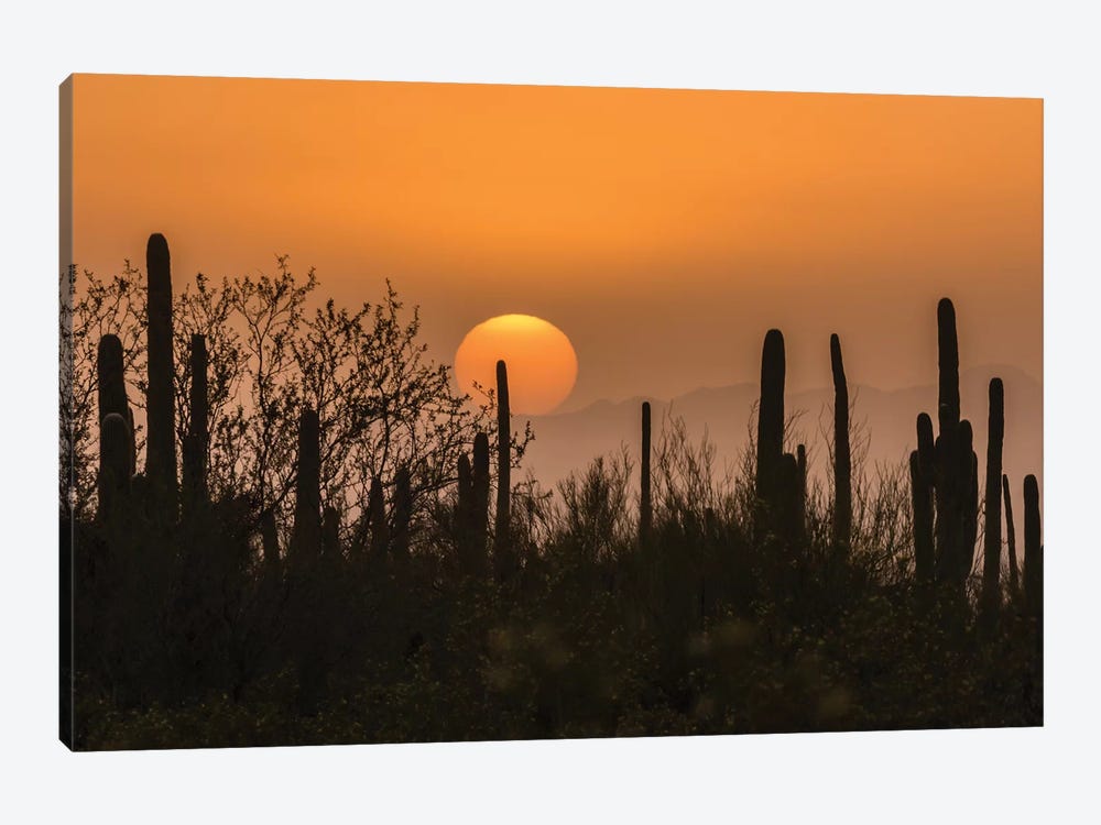 USA, Arizona, Saguaro National Park. Saguaro cactus at sunset.  by Jaynes Gallery 1-piece Canvas Wall Art
