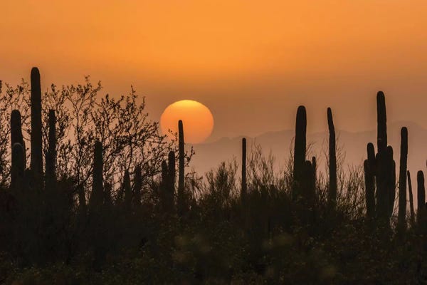 USA, Arizona, Saguaro National Park. Saguaro cactus at sunset.