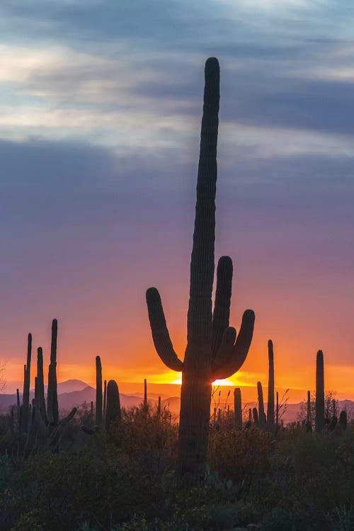 USA, Arizona, Saguaro National Park. Saguaro cactus at sunset. 