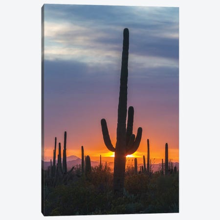 USA, Arizona, Saguaro National Park. Saguaro cactus at sunset.  Canvas Print #JYG618} by Jaynes Gallery Canvas Artwork