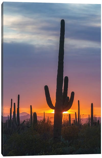 USA, Arizona, Saguaro National Park. Saguaro cactus at sunset.  Canvas Art Print - Saguaro National Park Art