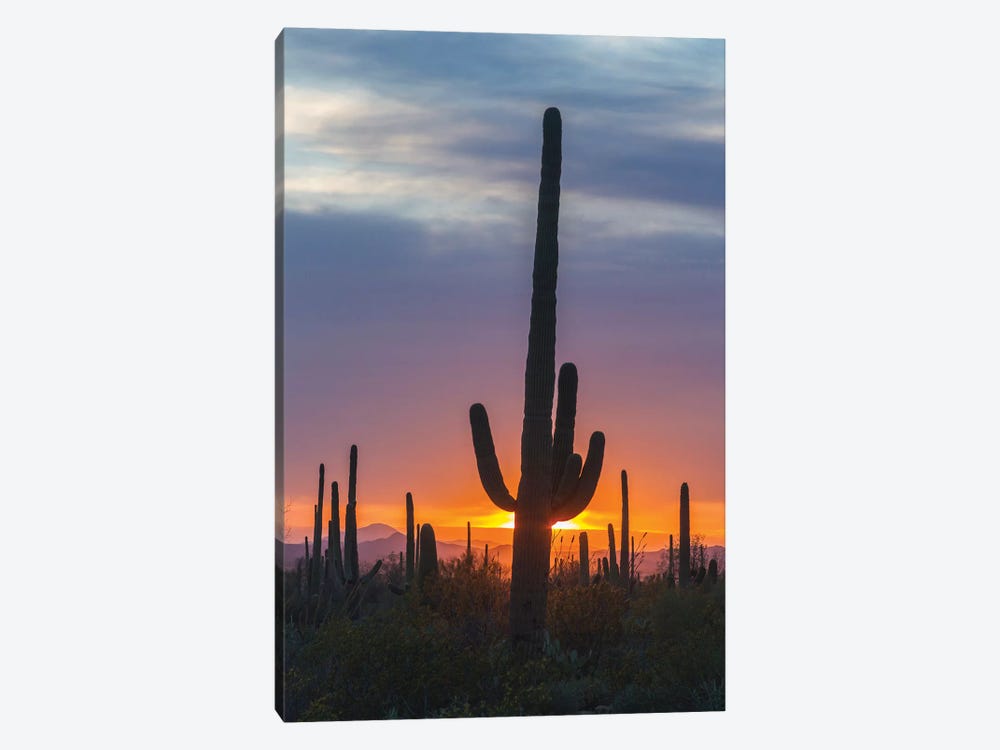 USA, Arizona, Saguaro National Park. Saguaro cactus at sunset.  by Jaynes Gallery 1-piece Art Print