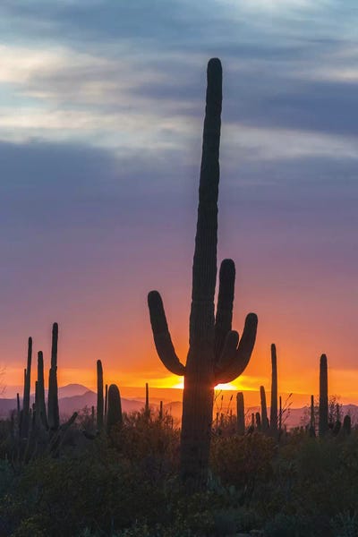 USA, Arizona, Saguaro National Park. Saguaro cactus at sunset.