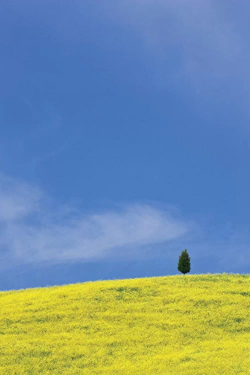 Italy, Tuscany. Lone cypress tree on flower-covered hillside I