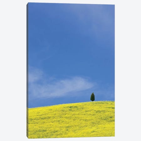 Italy, Tuscany. Lone cypress tree on flower-covered hillside I Canvas Print #JYG61} by Jaynes Gallery Canvas Artwork