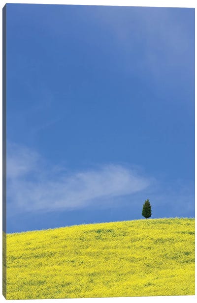 Italy, Tuscany. Lone cypress tree on flower-covered hillside I Canvas Art Print - Cypress Tree Art