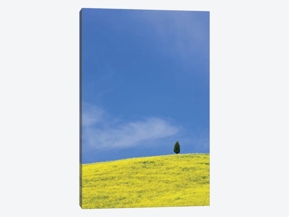 Italy, Tuscany. Lone cypress tree on flower-covered hillside I by Jaynes Gallery 1-piece Canvas Art