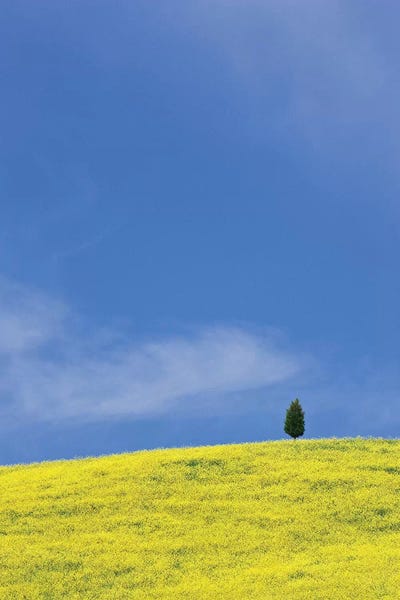 Cypress Trees: Italy, Tuscany. Lone cypress tree on flower-covered hillside I by Jaynes Gallery